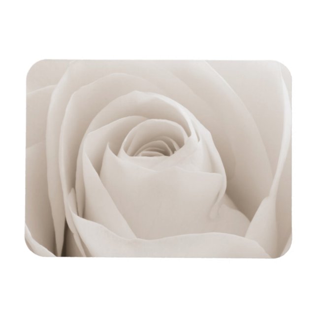 Close up of White Rose Petals Magnet (Horizontal)