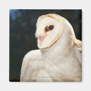 Close-up of wild owl magnet