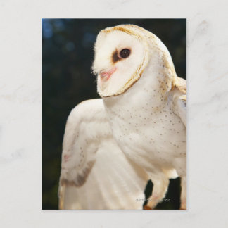 Close-up of wild owl postcard