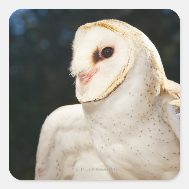 Close-up of wild owl square sticker (Front)