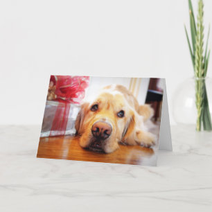 Close-up of wistful Golden Retriever dog Holiday Card