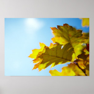 Close Up of Yellow Fall Leaves Poster
