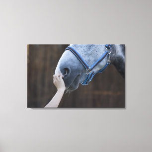 close-up of young girl touching white horse canvas print