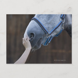 close-up of young girl touching white horse postcard