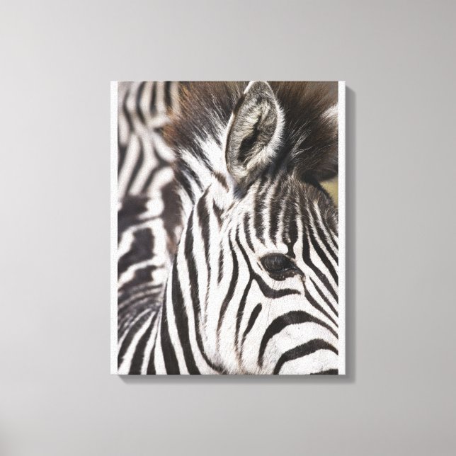 Close up of zebra canvas print (Front)