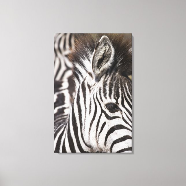 Close up of zebra canvas print (Front)