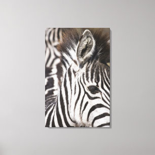 Close up of zebra canvas print