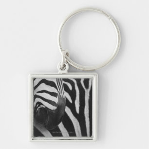 Close-up of zebra face and shoulder key ring