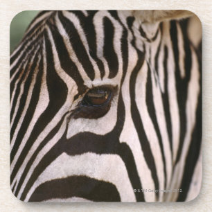 Close-up of zebra's head coaster