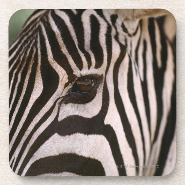 Close-up of zebra's head coaster (Front)
