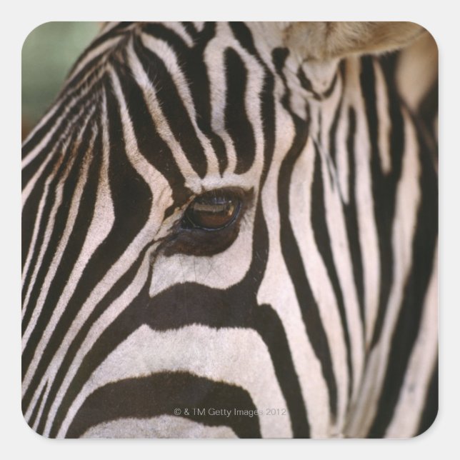 Close-up of zebra's head square sticker (Front)