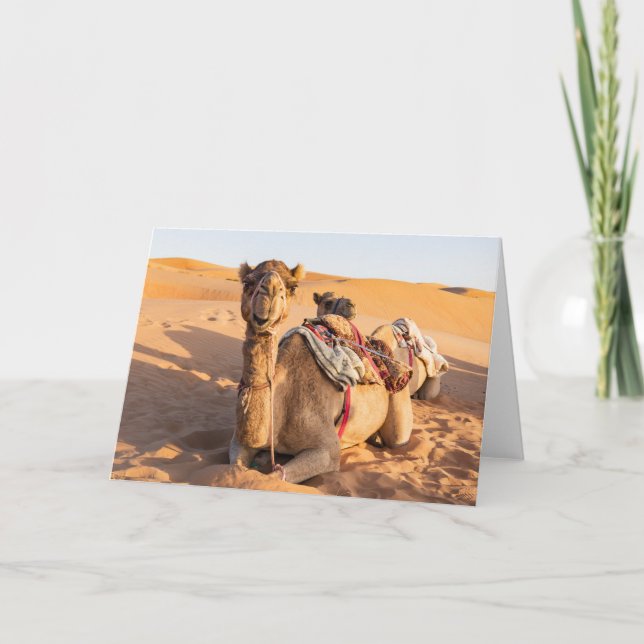 Close-up on Camel in Oman desert Card (Front)