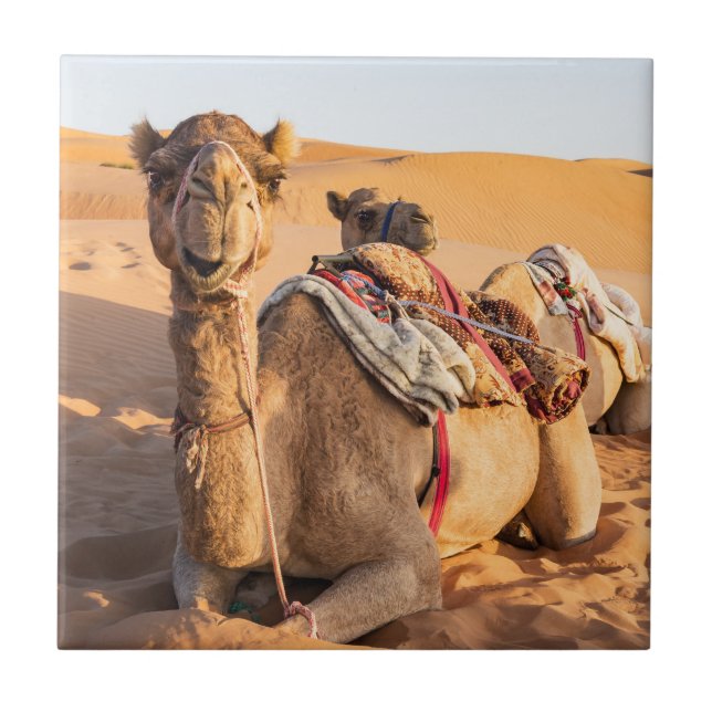 Close-up on Camel in Oman desert Tile (Front)