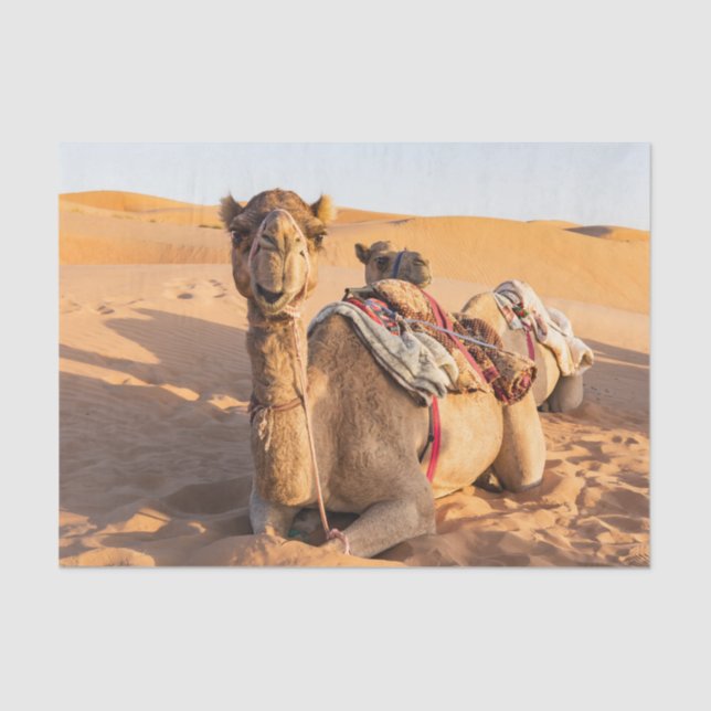 Close-up on funny camel in Oman Wahiba desert Tissue Paper (Front)