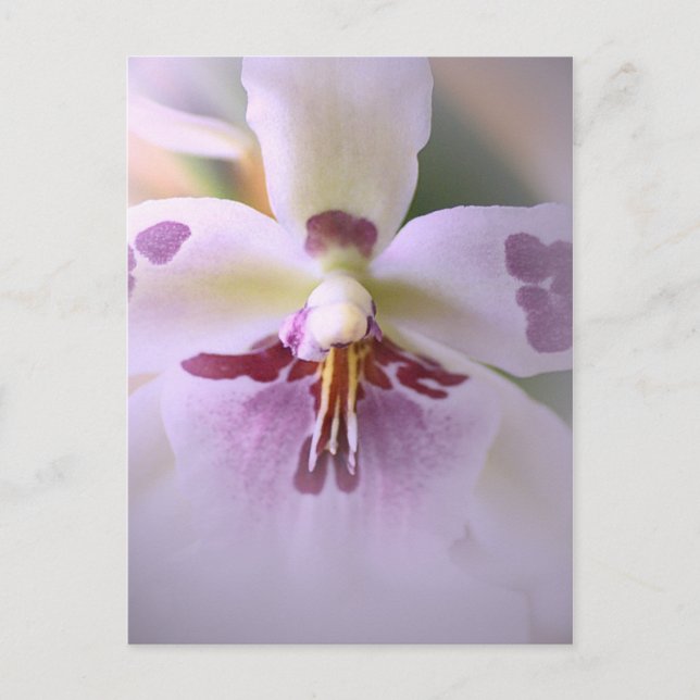 Close-up orchid card (Front)
