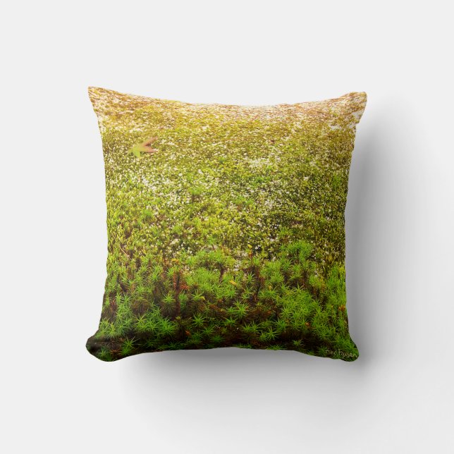 Close-up Photo of Green Haircap Moss Cushion (Front)