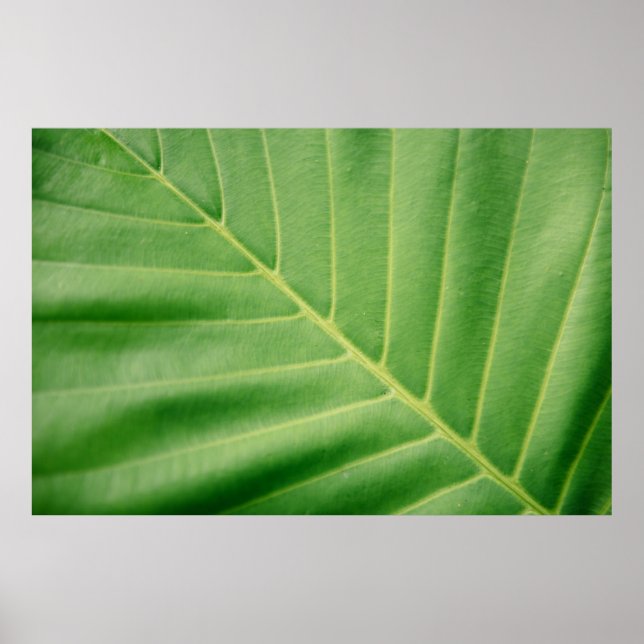 Close up photo of green leaf poster (Front)