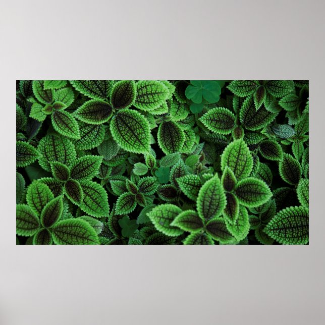 CLOSE UP PHOTO OF GREEN LEAFED PLANT POSTER (Front)