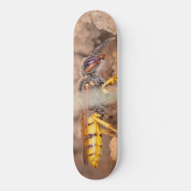 Close-up photograph of a wasp skateboard (Front)