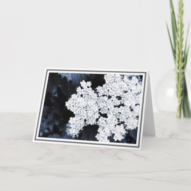 Close-up Photograph of White Viburnum Flowers Card (Front)