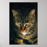 CLOSE-UP PHOTOGRAPHY OF GRAY TABBY CAT