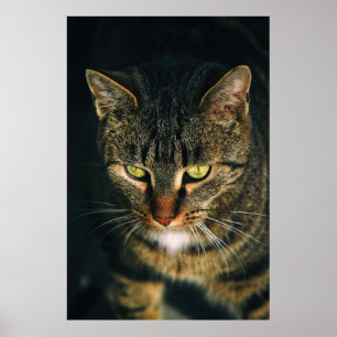 CLOSE-UP PHOTOGRAPHY OF GRAY TABBY CAT POSTER