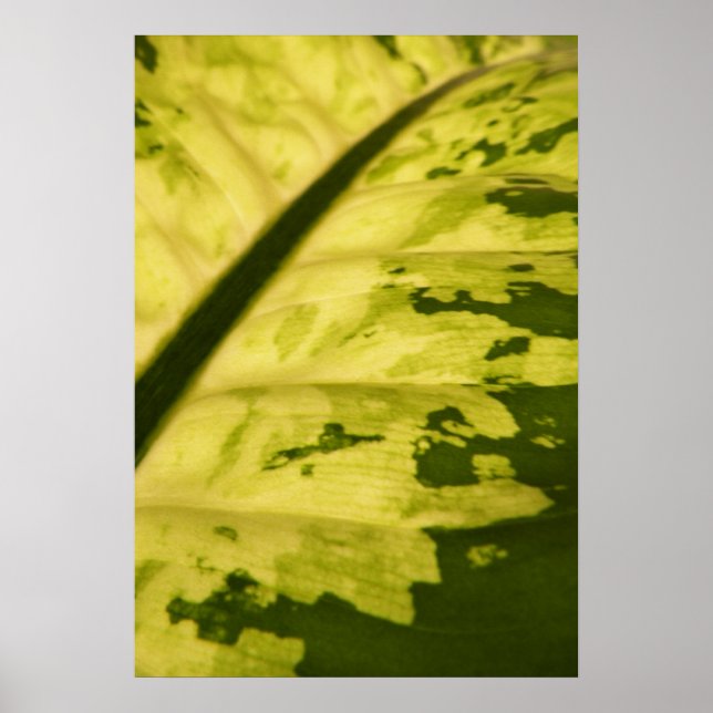 Close-up Picture of Spotted Dumb Cane Poster (Front)