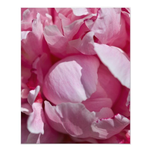 Close Up Pin Peony Flower Photo Print (Front)