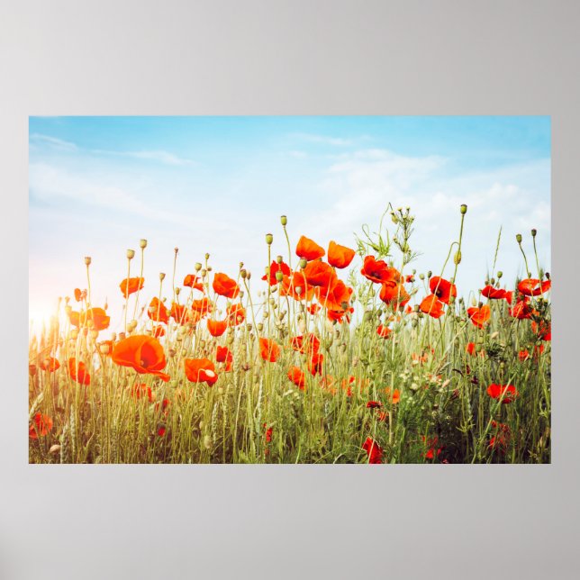 Close up poppies on field. Wild flowers in springt Poster (Front)