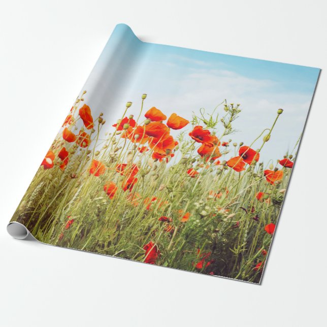 Close up poppies on field. Wild flowers in springt Wrapping Paper (Unrolled)