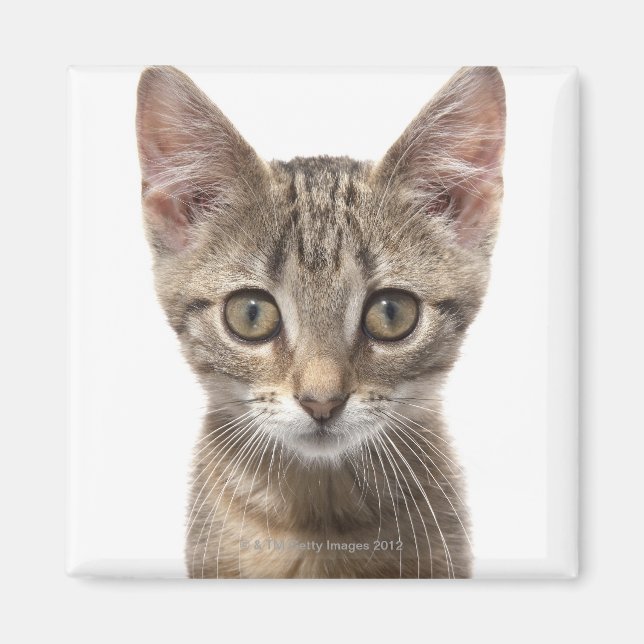 Close up portrait of a kitten magnet (Front)