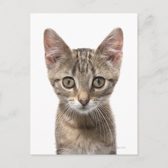 Close up portrait of a kitten postcard (Front)