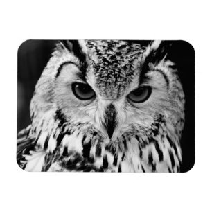 Close Up Portrait Of Eurasian Eagle-owl Magnet