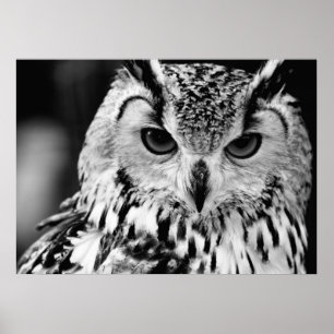 Close Up Portrait Of Eurasian Eagle-owl Poster