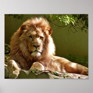 Close-up Portrait of Lion Poster