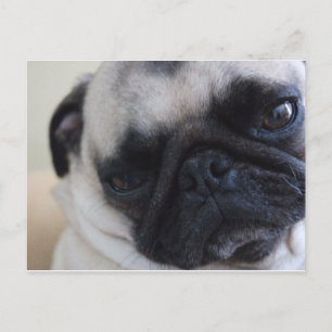 Close-Up Pug Postcard