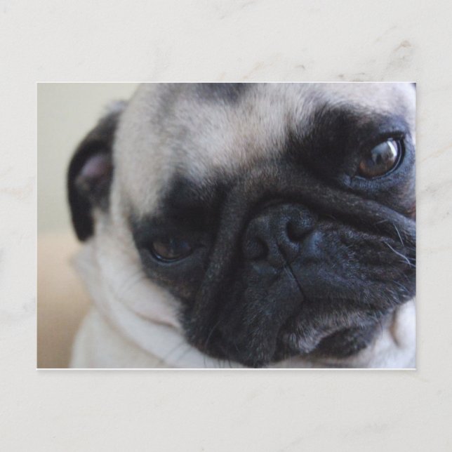 Close-Up Pug Postcard (Front)