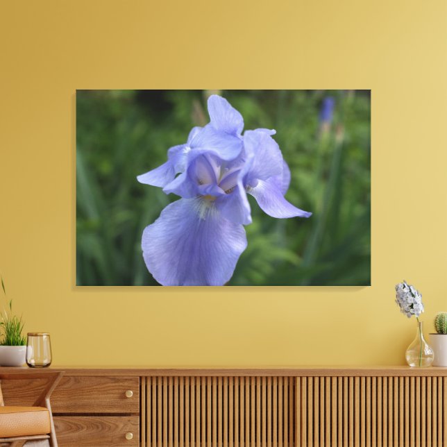Close-up Purple Iris Flower Canvas Print (Insitu(LivingRoom))