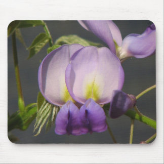 Close- Up Purple Wisteria Mouse Pad