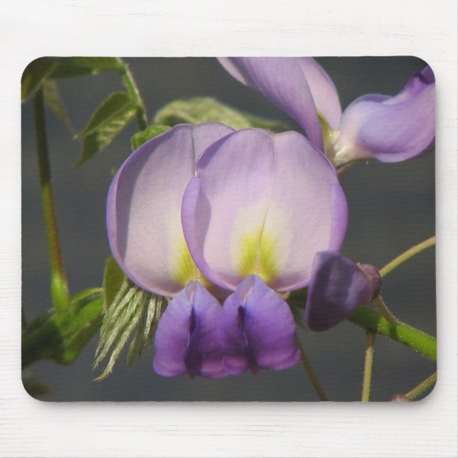 Close- Up Purple Wisteria Mouse Pad (Front)