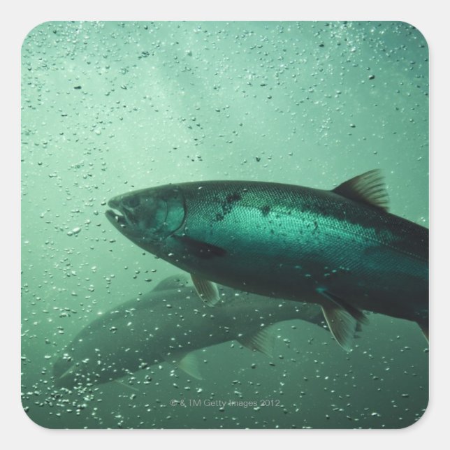 Close up shot of salmon running 2 square sticker (Front)