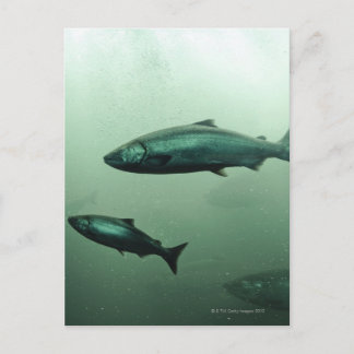 Close up shot of salmon running postcard