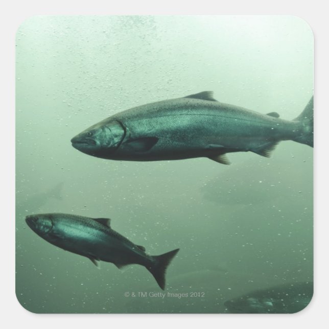 Close up shot of salmon running square sticker (Front)