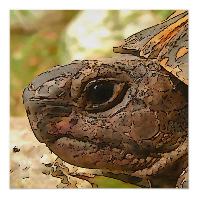 Close Up Side Portrait Of A Turkish Tortoise Poster (Front)