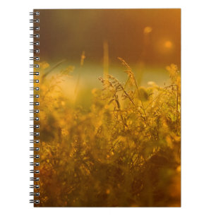 Close up silhouette of a grass field by sunsetabst notebook
