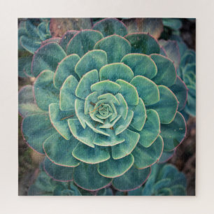 Close-up Succulent Jigsaw Puzzle