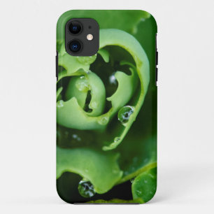 Close-up, succulent plant with water droplets Case-Mate iPhone case