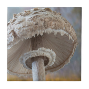 Close-Up Underside Of Mushroom Tile