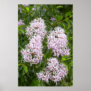 Close-Up View Of Cape Chestnut Poster