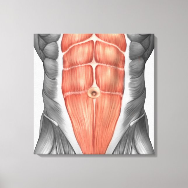 Close-Up View Of Male Abdominal Muscles Canvas Print (Front)